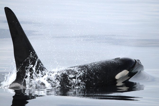 Vancouver Island Zodiac Whale Watching Adventure - Telegraph Cove - More than a whale checklist