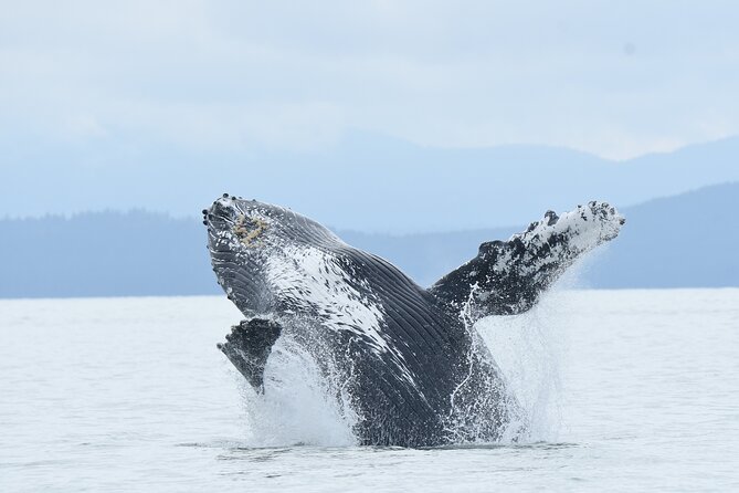 Vancouver's Intimate West Coast Whale Watching Experience - Key points to know before you book