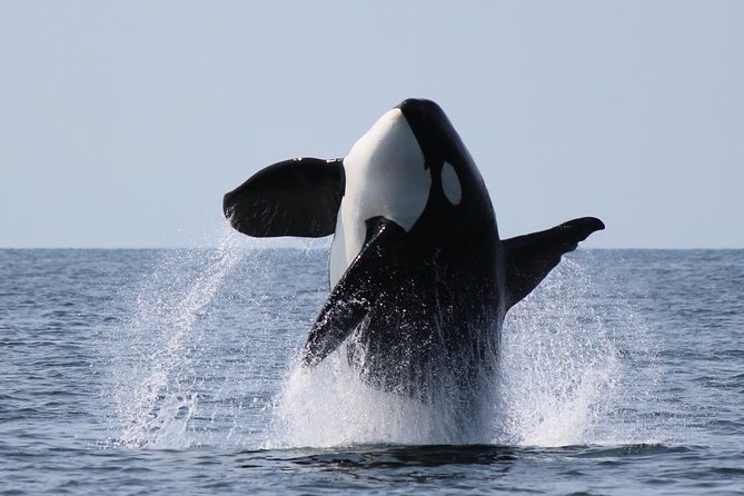 Vancouver's Intimate West Coast Whale Watching Experience - What the route shows you from the water