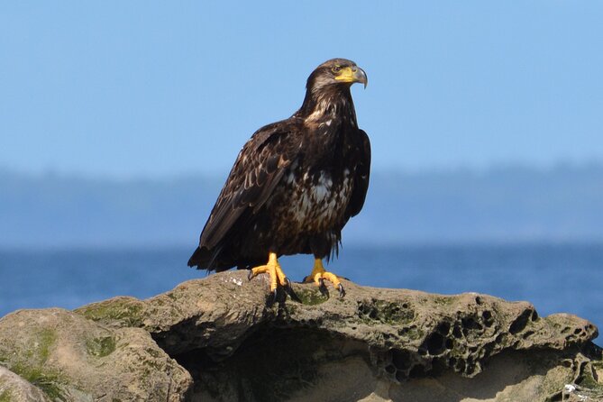 Vancouver's Intimate West Coast Whale Watching Experience - The guides turn waiting into learning