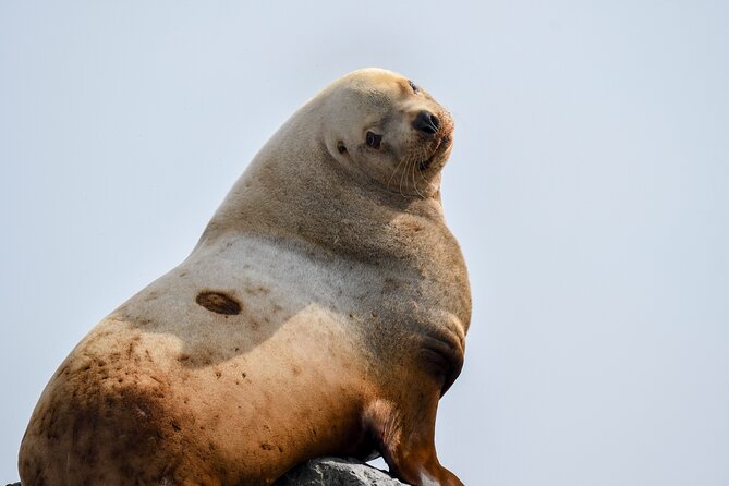 Vancouver's Intimate West Coast Whale Watching Experience - How much value do you get for $177.59?