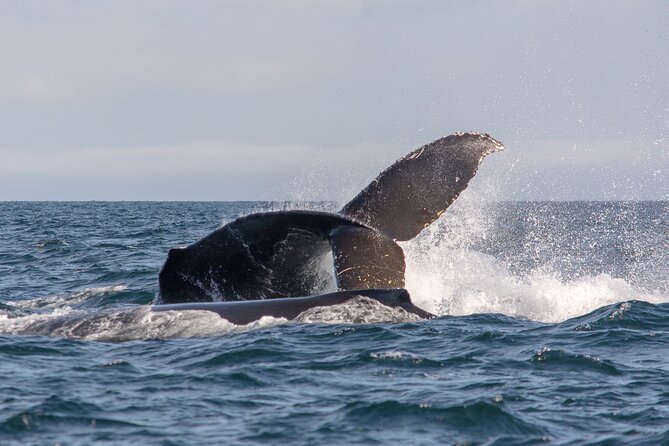 Vancouver's Intimate West Coast Whale Watching Experience - Who should book this Vancouver whale watch?