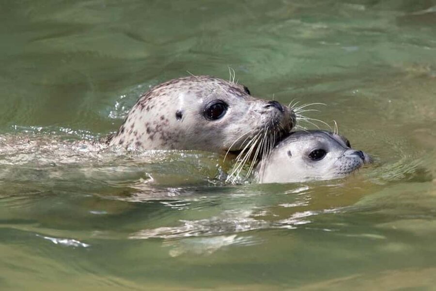 Vancouver: Snorkel, Kayak, and Seal Adventure Boat Tour - Key points to know before booking
