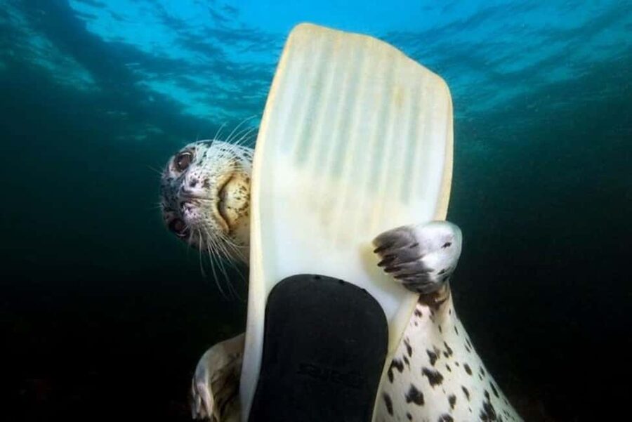 Vancouver: Snorkel, Kayak, and Seal Adventure Boat Tour - Kayaking beside the second seal colony