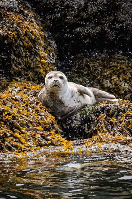 Vancouver: Snorkel, Kayak, and Seal Adventure Boat Tour - What the guides add to the experience