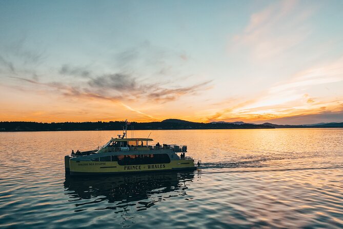 Vancouver Sunset Whale Watching Adventure with Free Photos - Finding orcas, humpbacks, and smaller marine life