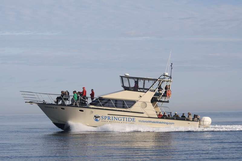 Victoria: 3-Hour Whale Watching Tour - Key points at a glance