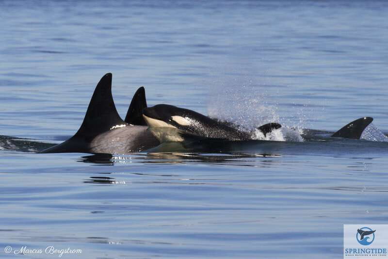 Victoria: 3-Hour Whale Watching Tour - The first stretch across the Salish Sea