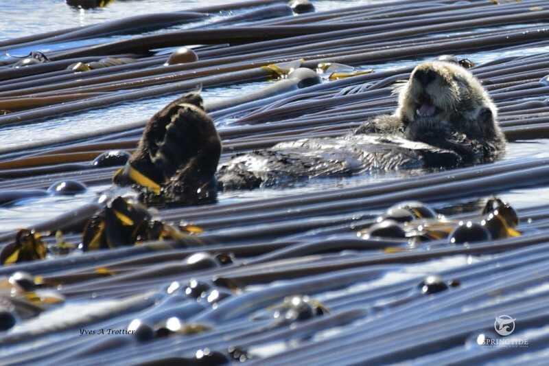 Victoria: 3-Hour Whale Watching Tour - Looking for orcas and humpback whales