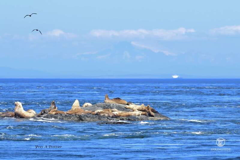 Victoria: 3-Hour Whale Watching Tour - Is $123 a fair price?