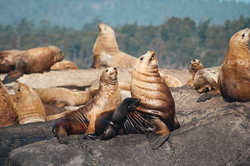 Victoria: 3-Hour Whale Watching Tour - Who will enjoy this tour most?