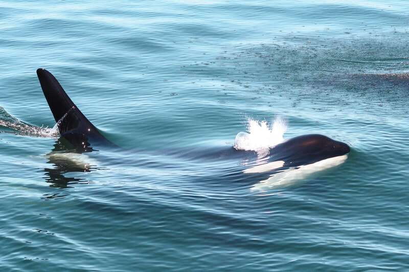 Victoria: 3-Hour Whale Watching Tour - A comfortable boat for changing coastal weather