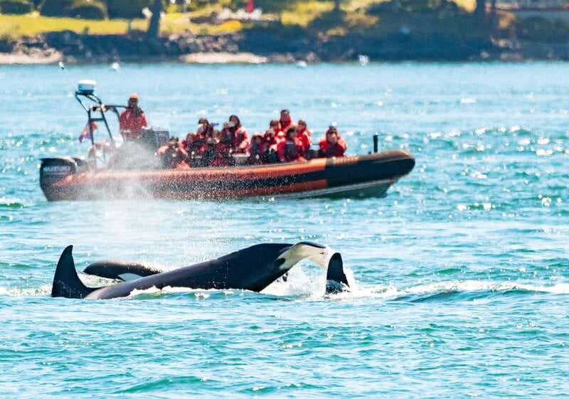 Victoria: 3-Hour Zodiac Whale-Watching Tour - Leaving Victoria Harbour in a fast, open boat