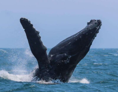 3-Hour Zodiac Whale-Watching Tour