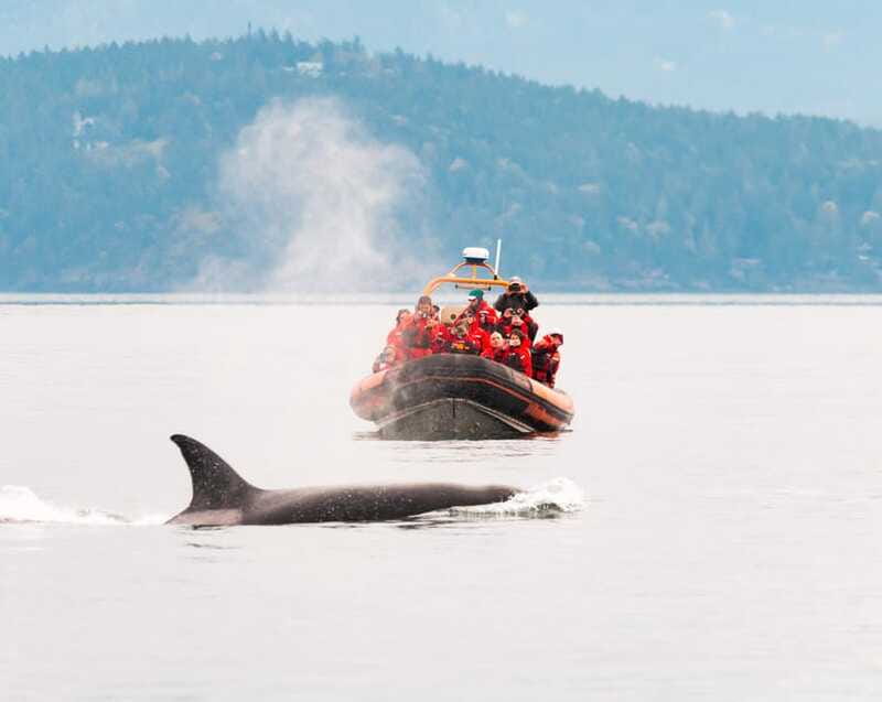 Victoria: 3-Hour Zodiac Whale-Watching Tour - Why the Zodiac ride is both the strength and weakness