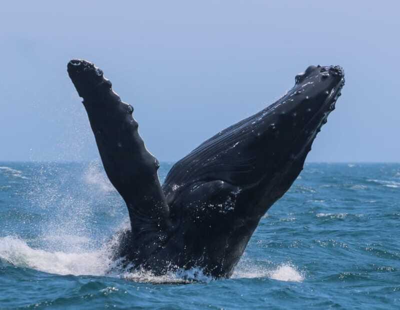 Victoria: 3-Hour Zodiac Whale-Watching Tour - Guide quality and responsible wildlife viewing