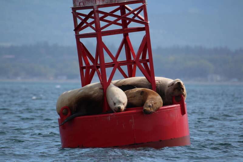 Victoria: 3-Hour Zodiac Whale-Watching Tour - Is $140 good value for three hours?