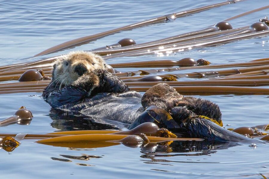 Victoria: 3-Hour Zodiac Whale-Watching Tour - Booking details worth knowing