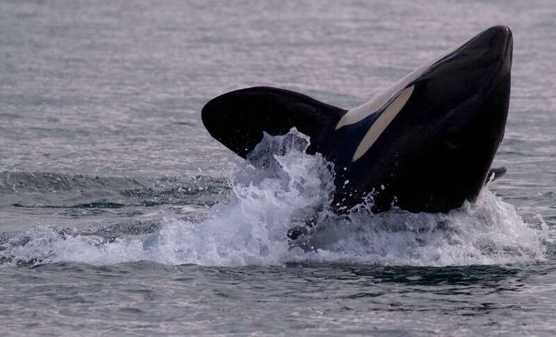 Victoria, BC: 3-Hour Ultimate Whale & Marine Wildlife Tour - What the Three-Hour Route Actually Feels Like