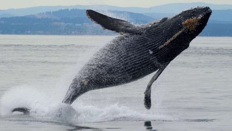 Victoria, BC: 3-Hour Ultimate Whale & Marine Wildlife Tour - Searching for Orcas and Humpback Whales