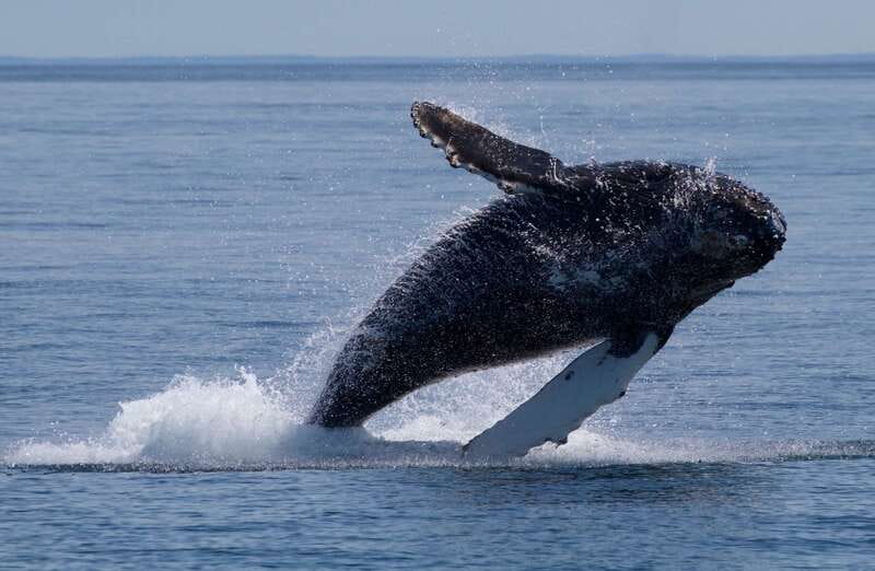 Victoria, BC: 3-Hour Ultimate Whale & Marine Wildlife Tour - The Boat: Comfortable, Compact, and Built for Viewing