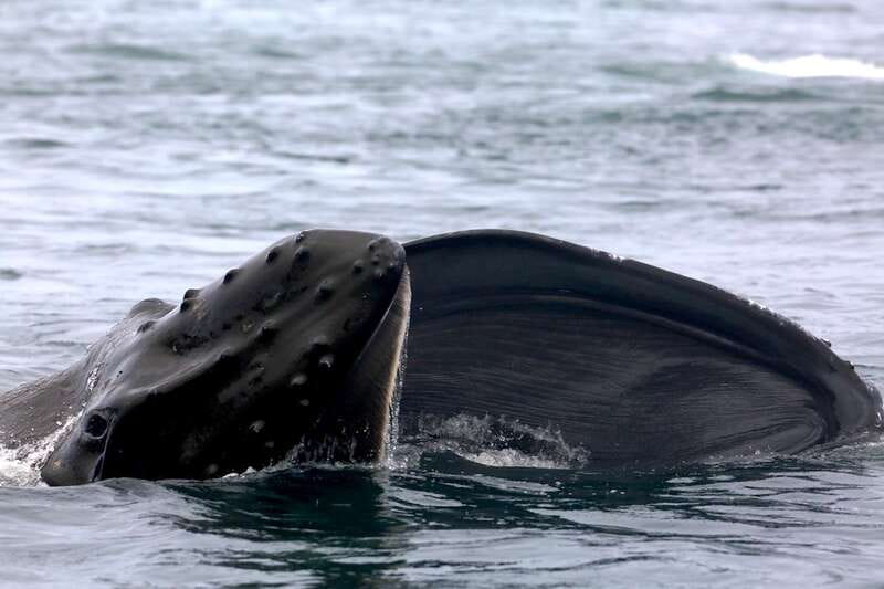 Victoria, BC: 3-Hour Ultimate Whale & Marine Wildlife Tour - What the Guides Add to the Trip