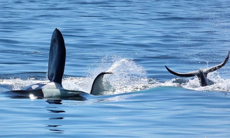 Victoria, BC: 3-Hour Ultimate Whale & Marine Wildlife Tour - Is $125 a Fair Price?
