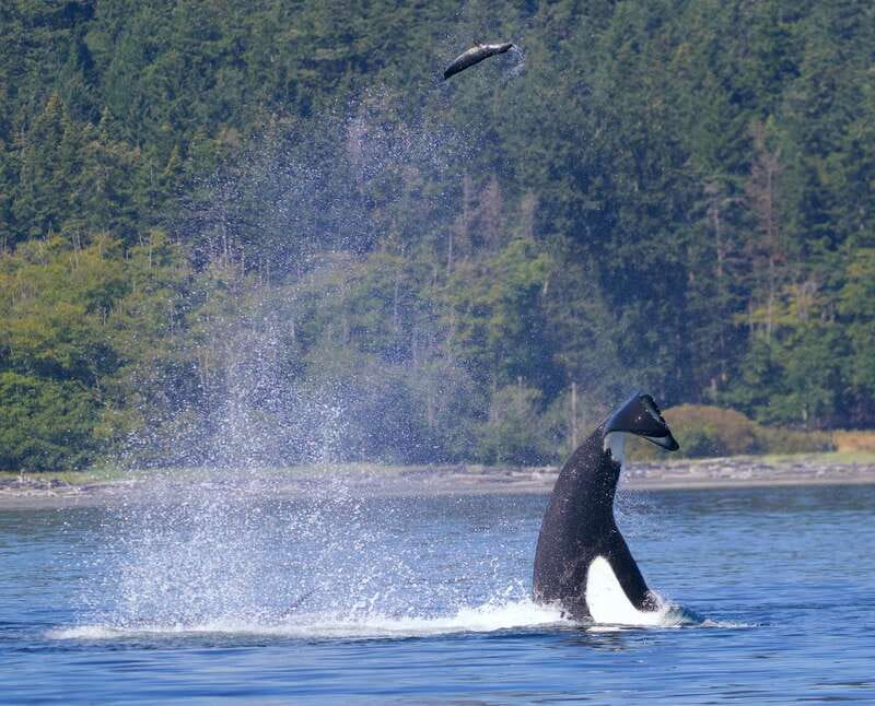 Victoria, BC: 3-Hour Ultimate Whale & Marine Wildlife Tour - Who Should Book This Victoria Whale Tour?