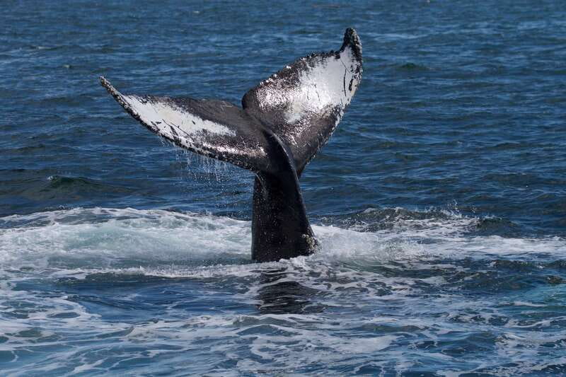 Victoria, BC: 3-Hour Ultimate Whale & Marine Wildlife Tour - Timing, Flexibility, and Practical Details