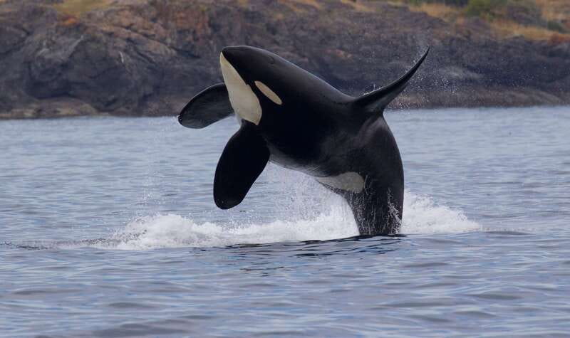 Victoria, BC: 3-Hour Ultimate Whale & Marine Wildlife Tour - Beyond Whales: Seals, Sea Lions, and Birds