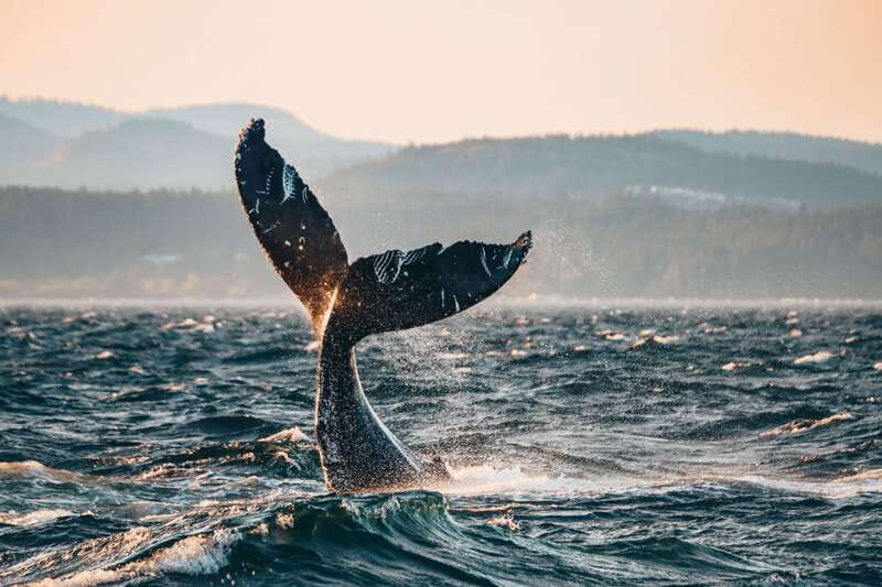 Victoria: Covered Whale Watching Adventure with Free Photos - Why this Victoria whale trip works so well