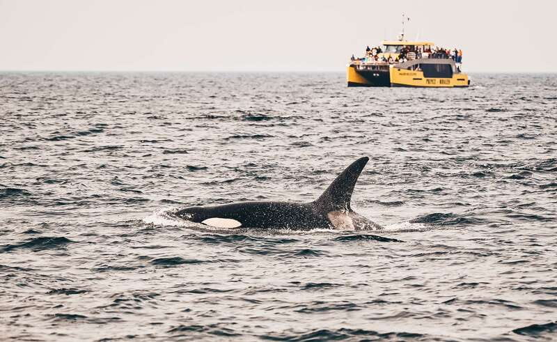 Victoria: Covered Whale Watching Adventure with Free Photos - Searching for orcas and humpbacks