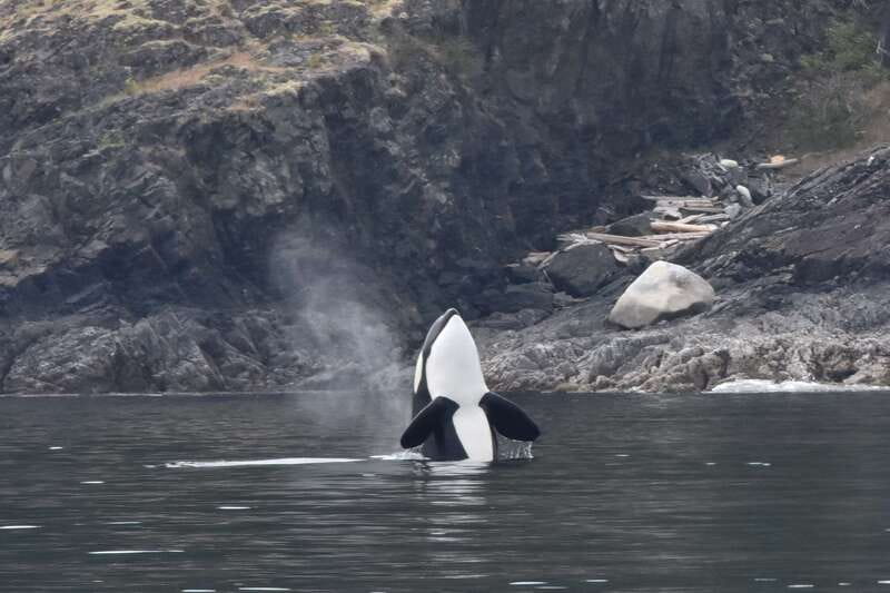 Victoria: Covered Whale Watching Adventure with Free Photos - What the guides add to the time on the water