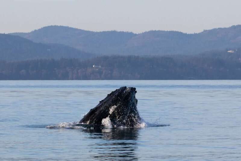 Victoria: Covered Whale Watching Adventure with Free Photos - The boat, decks, cabin, and comfort