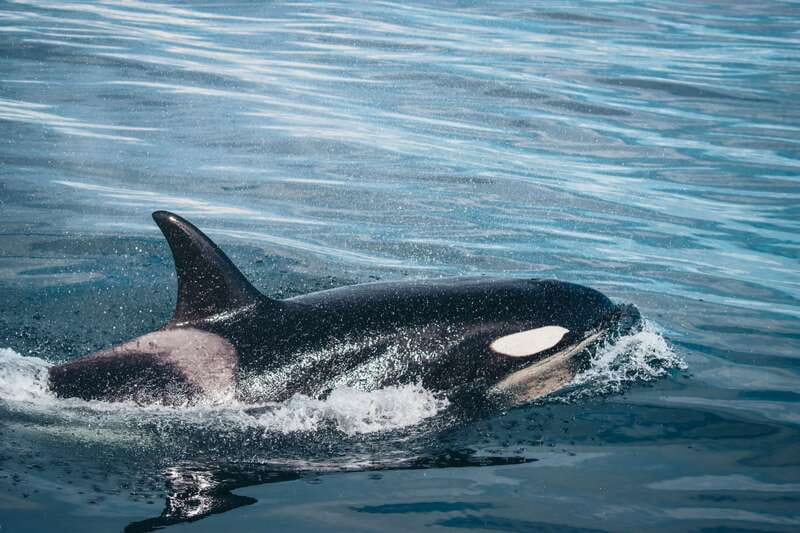 Victoria: Covered Whale Watching Adventure with Free Photos - Leaving 812 Wharf Street for the Strait of Juan de Fuca