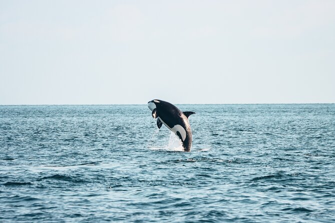 Victoria Half-Day Whale Watching Adventure with Free Photos - Key points to know before booking