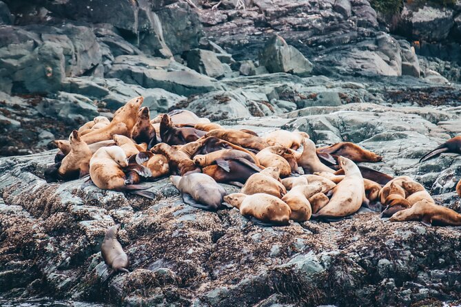 Victoria Half-Day Whale Watching Adventure with Free Photos - The free photo package is useful