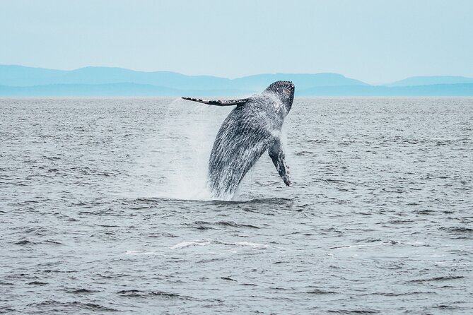 Victoria Half-Day Whale Watching Adventure with Free Photos - Why the guides matter