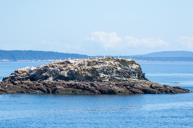 Victoria Half-Day Whale Watching Adventure with Free Photos - Crossing the Strait of Juan de Fuca