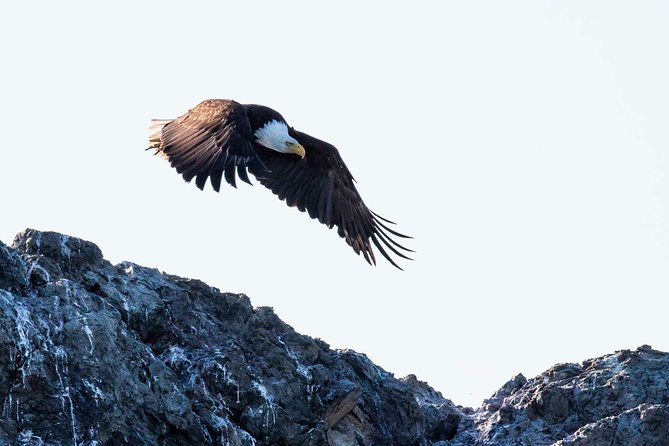 Victoria Marine Wildlife Tour - Why the guide makes a difference