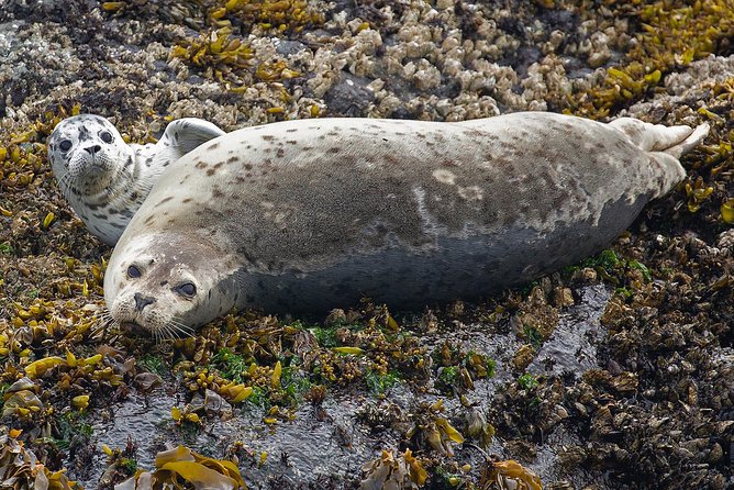Victoria Marine Wildlife Tour - The $131.43 price and what it covers