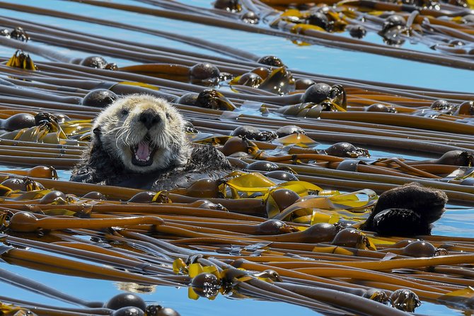 Victoria Marine Wildlife Tour - Who will get the most from this cruise