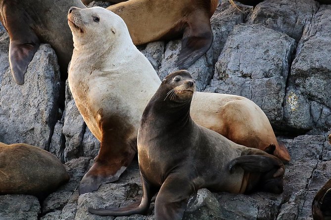 Victoria Marine Wildlife Tour - Booking, cancellations, and timing