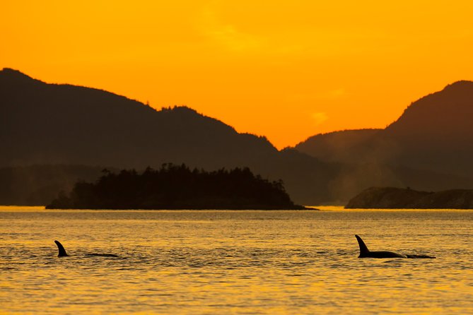 Victoria Sunset Whale-Watching Cruise - Setting out from Dallas Road