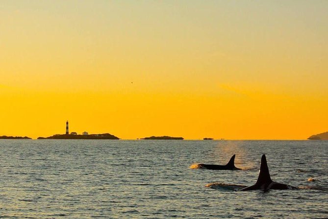 Victoria Sunset Whale-Watching Cruise - Beyond whales: seals, sea lions, birds, and a lighthouse