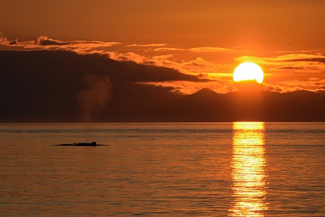 Victoria Sunset Whale-Watching Cruise - Who will enjoy this cruise most?