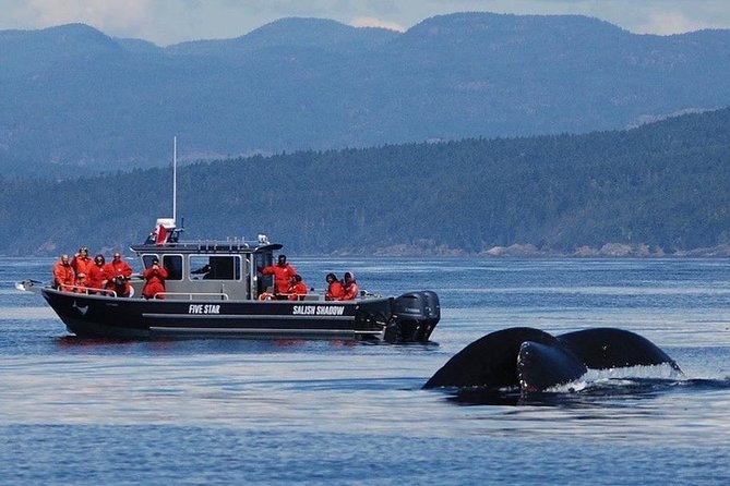Victoria Ultimate Marine Whale & Wildlife Tour - Why this Victoria whale trip works