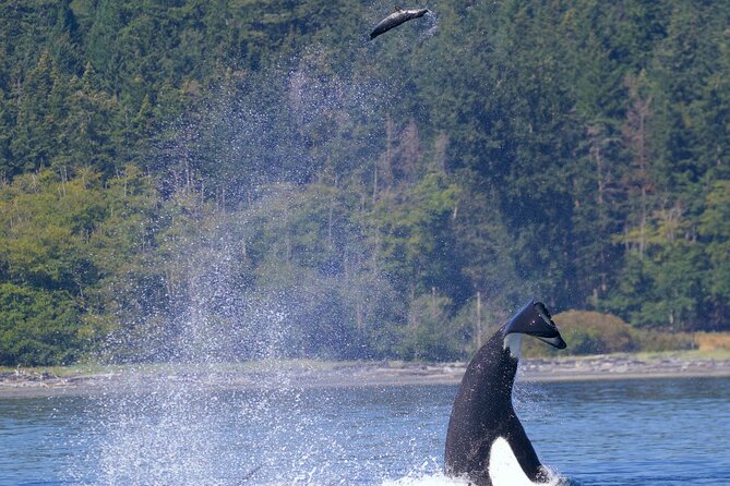Victoria Ultimate Marine Whale & Wildlife Tour - The boat and viewing setup
