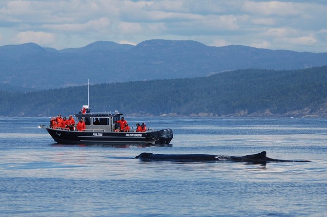 Victoria Ultimate Marine Whale & Wildlife Tour - How the three-hour route unfolds