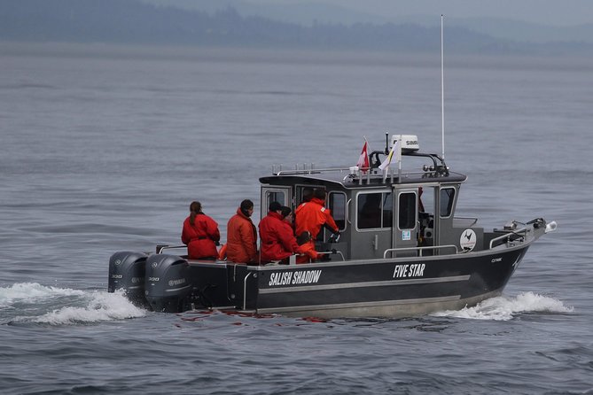 Victoria Ultimate Marine Whale & Wildlife Tour - Seals, sea lions, and the birds that fill the gaps